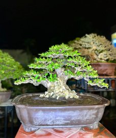 Water Jasmine bonsai tree