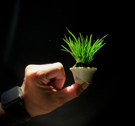 Grass in the mini pot