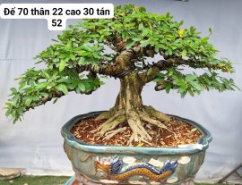 Blue bell bonsai tree