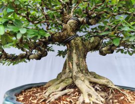 Blue bell bonsai tree