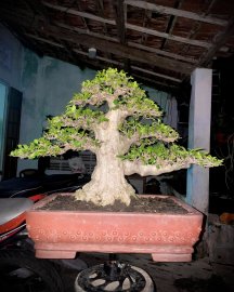 Water Jasmine bonsai tree