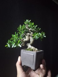 Blue bell mini bonsai artwork