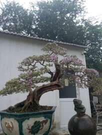 Blue bell bonsai tree