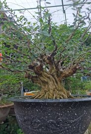 Blue bell pre-bonsai tree