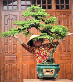 Tamarind tree with fruits