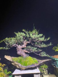 Casuarina equisetifolia bonsai artwork