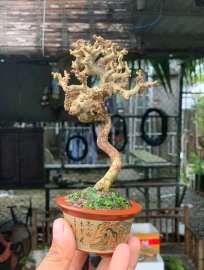 Antidesma acidum mini tree, limited version