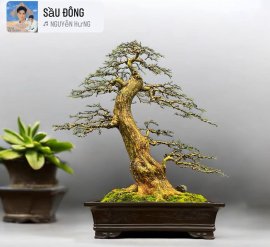 Orange jasmine bonsai tree