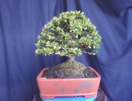 Yellow Ixora tree