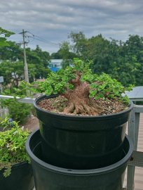 Premna bonsai tree