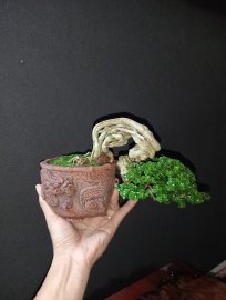 Premna bonsai tree artwork