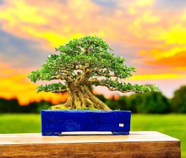 Orange jasmine bonsai tree