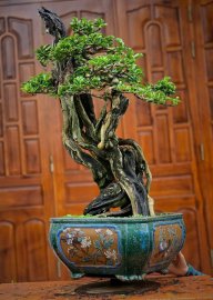 Cây trắc bonsai lũa tự nhiên