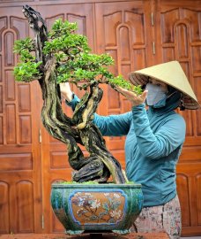 Cây trắc bonsai lũa tự nhiên