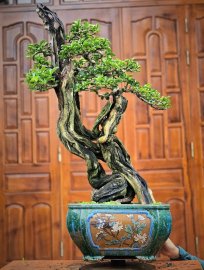 Cây trắc bonsai lũa tự nhiên