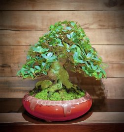 Ficus Bengalensis bonsai tree