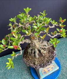 Lotus ixora trees