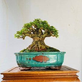 Water Jasmine bonsai tree