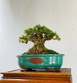 Water Jasmine bonsai tree