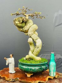 Hoa Giấy Mỹ