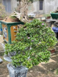 Desmodium unifoliatum bonsai tree