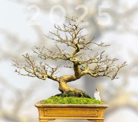 Yellow apricot bonsai tree