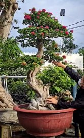 Hoa giấy Bonsai 