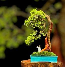 Desmodium unifoliatum bonsai tree