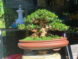 Antidesma acidum bonsai tree