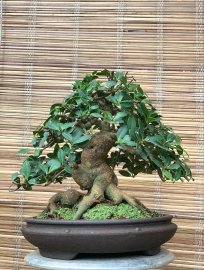 Ficus Bengalensis bonsai tree