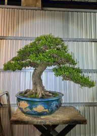 Scopolia nana bonsai tree