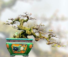 Cây khế bonsai