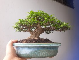 Em Mai lá Trung mini 17 cm.