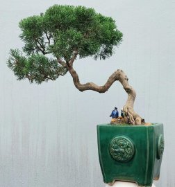 Shimpaku tree