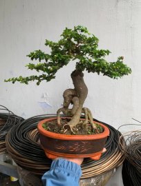 Triphasia trifolia tree with fruits