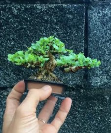 Premna bonsai mini tree