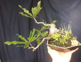 Red Barringtonia tree