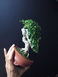 Water Jasmine bonsai artwork