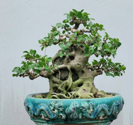 Purple ficus bonsai tree overrock