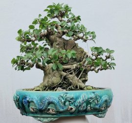 Purple ficus bonsai tree overrock