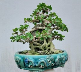 Purple ficus bonsai tree overrock