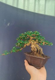 Antidesma acidum mini bonsai tree