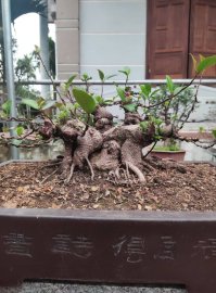 Ficus bonsai tree