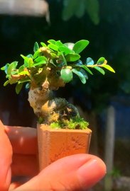 Tiny tree