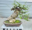 Lương Bonsai