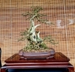 PhanGia Bonsai