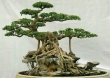 Van Tha Bonsai