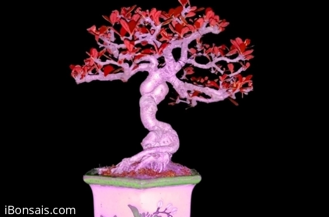 Inspirit Bonsai 