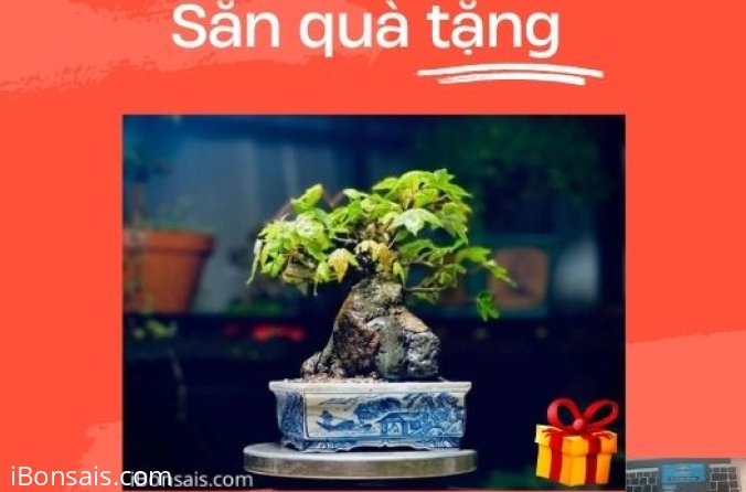 Mini game vui vẻ mỗi ngày: săn thưởng trên bản đồ Bonsai!