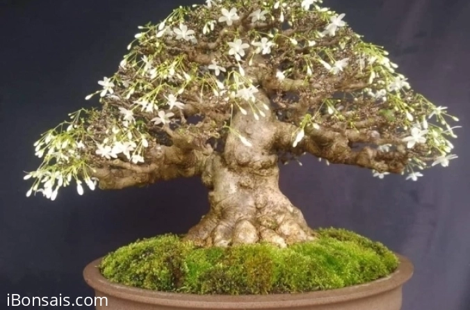 Chi phí của người mới chơi Bonsai